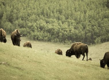 Canadian Rocky Mountain Ranch by Gonzalo Pineda Zuniga | Flickr