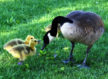 canada goose