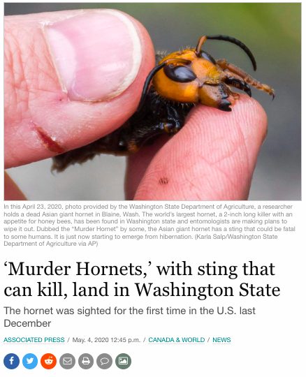 Murder Hornets