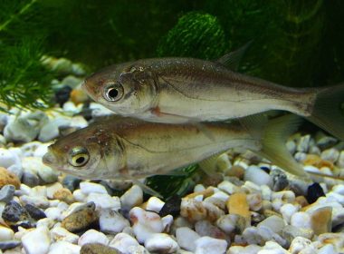 Juvenile silver carp, an invasive species in North American waterways.