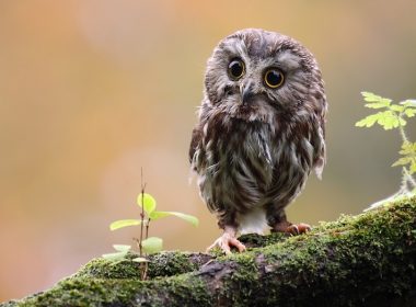 Tiny owl Fotolia_18360777© Megan Lorenz - Fotolia