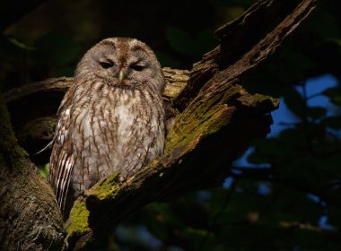 Brown tawny owl in a tree.